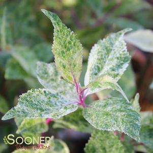 WINE SPRITZER™ BEAUTYBERRY