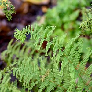 FRONDS FOREVER LADY FERN