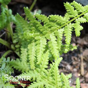 VICTORIA LADY FERN