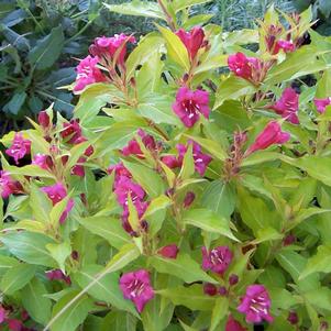 RUBIES 'N GOLD™ WEIGELA