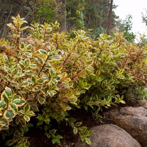 RAINBOW SENSATION™ WEIGELA