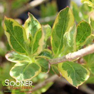 FRENCH LACE WEIGELA