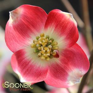 RED FLOWERING DOGWOOD