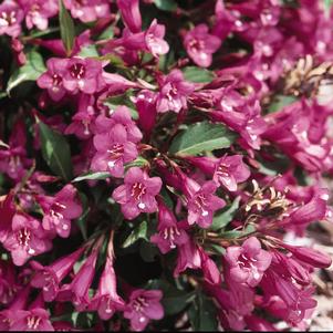 RUMBA WEIGELA