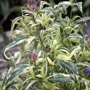 PINK FROST WHITE SNAKEROOT