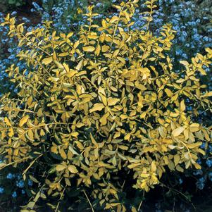 BLONDY® EUONYMUS