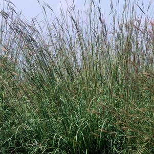 BIG BLUESTEM