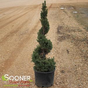 SPIRAL DWARF ALBERTA SPRUCE