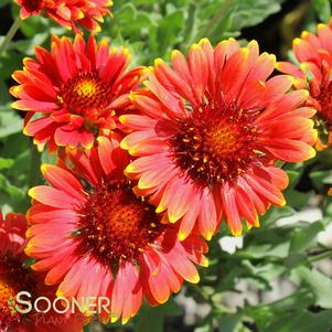 RED SUN BLANKET FLOWER