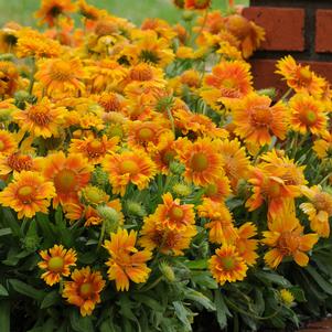 MESA™ PEACH BLANKET FLOWER