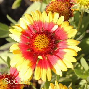 SUNSET MEXICAN BLANKET FLOWER