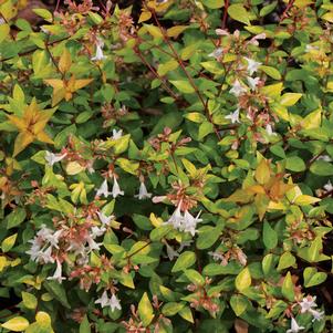 BRONZE ANNIVERSARY® ABELIA