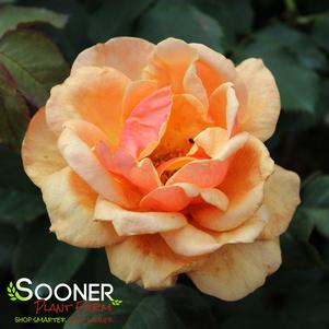 ABOUT FACE™ GRANDIFLORA ROSE