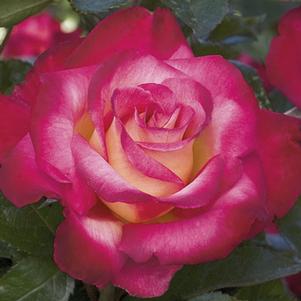 DICK CLARK GRANDIFLORA ROSE