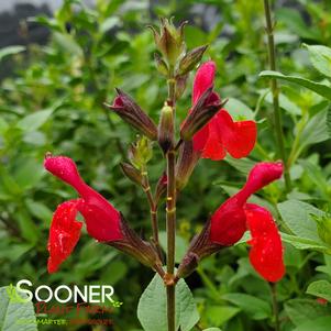 CHERRY QUEEN AUTUMN SAGE