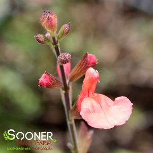 APRICOT AUTUMN SAGE