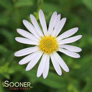 BLUE STAR JAPANESE ASTER