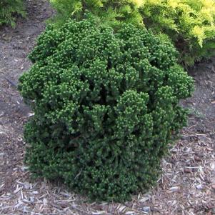 DRAGON WARRIOR™ CRYPTOMERIA