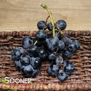 CONCORD SEEDLESS GRAPE