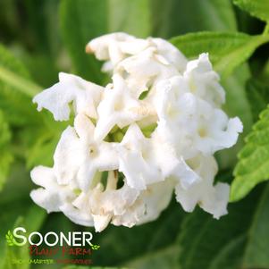 SHAMROCK™ WHITE LANTANA