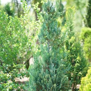 PINPOINT® BLUE FALSE CYPRESS