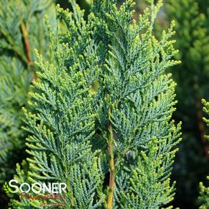 PINPOINT® BLUE & GOLD FALSE CYPRESS