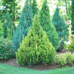 PINPOINT® GOLD FALSE CYPRESS