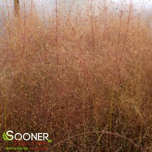 MUHLY GRASS