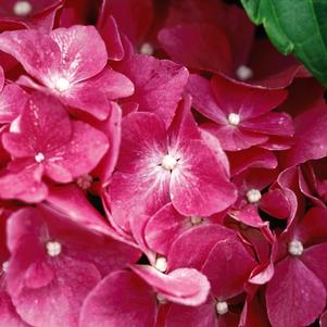 PIA HYDRANGEA