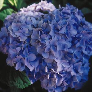 NIKKO BLUE HYDRANGEA