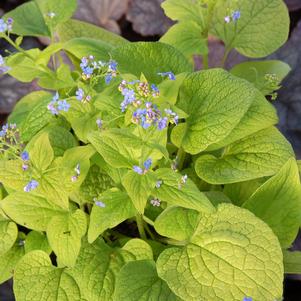 DIANE'S GOLD BRUNNERA