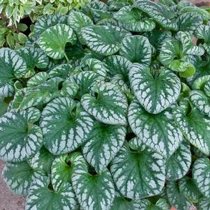 EMERALD MIST BRUNNERA