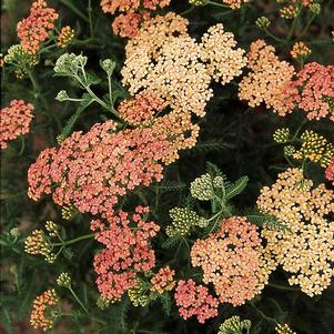 APPLE BLOSSOM YARROW