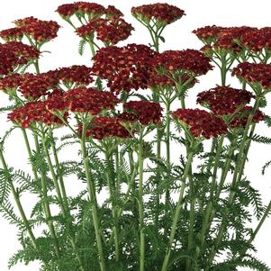 DESERT EVE™ RED YARROW