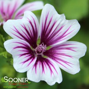 ROSE MALLOW FRENCH HOLLYHOCK