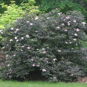 BLACK BEAUTY® ELDERBERRY