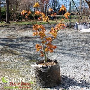 JAPANESE PRINCESS DWARF UPRIGHT JAPANESE MAPLE