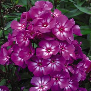 GRAPE LOLLIPOP™ GARDEN PHLOX