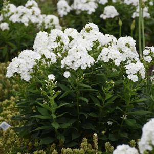 LUMINARY® BACKLIGHT GARDEN PHLOX