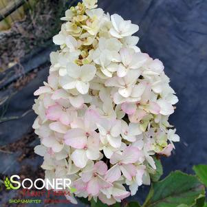 BERRY WHITE® HYDRANGEA