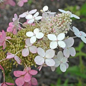 ROYAL STAR™ BIG BEN HYDRANGEA