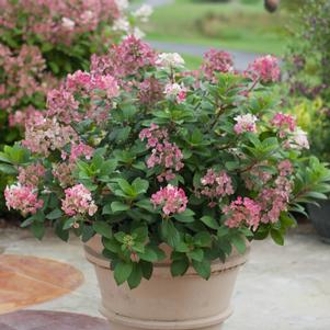 LITTLE QUICK FIRE® HYDRANGEA