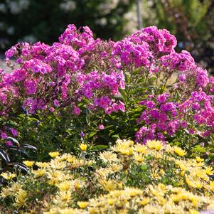 BUBBLEGUM PINK™ GARDEN PHLOX