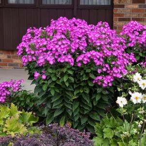 GARDEN GIRLS® DREAM GIRL GARDEN PHLOX