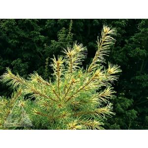 GOLDEN VARIEGATED JAPANESE WHITE PINE