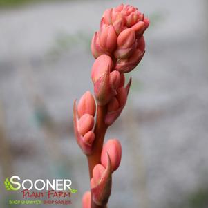 CORAL GLOW TEXAS YUCCA