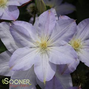 ICE BLUE™ CLEMATIS