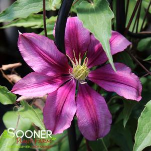 LIBERATION™ CLEMATIS