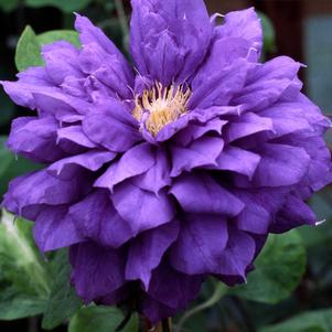 FRANZISKA MARIA™ CLEMATIS