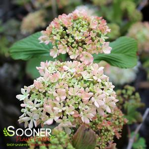 SPARKLING PINK CHAMPAGNE™ VIBURNUM